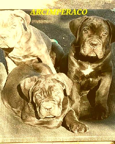 Alejandra 2 Carcer escort