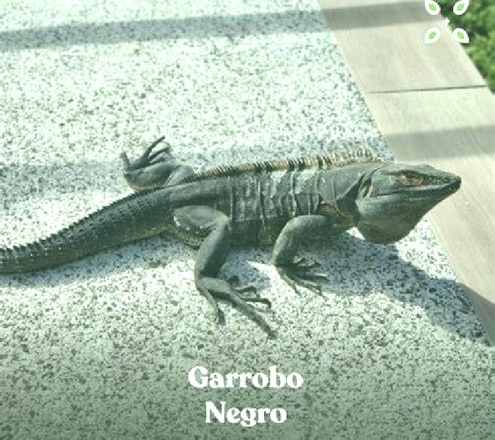 Antonella 2 La Antigua escort