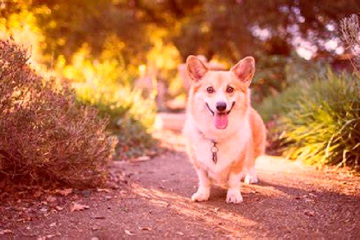 Cielo Santa Barbara escort