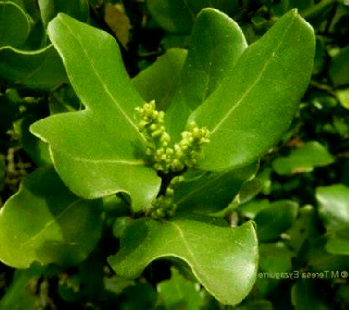 Nora 2 Embid de Ariza escort