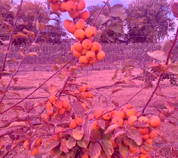 Paula Valdecarros escort