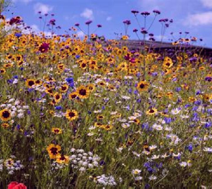 Renata 3 Mozarbez escort