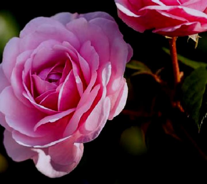 Rosa Alfarnate escort